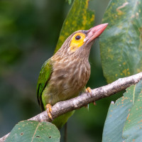 Brown-headed Barbet